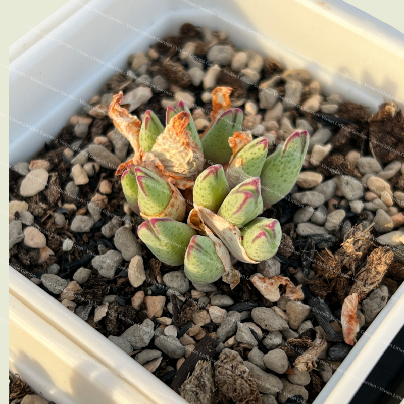 Conophytums | Discover Rare Succulent Plants at Vivian